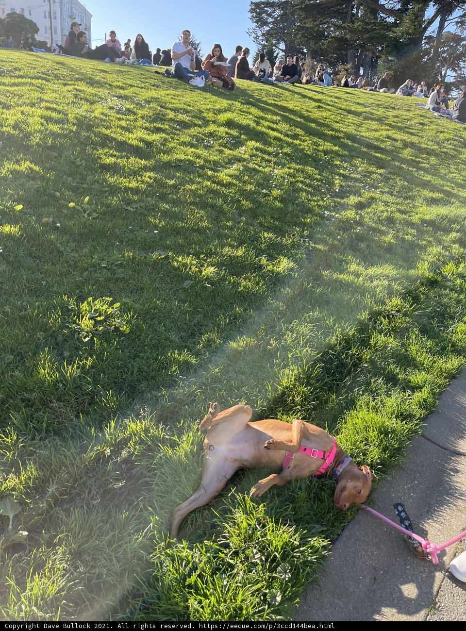 Resting In The Park