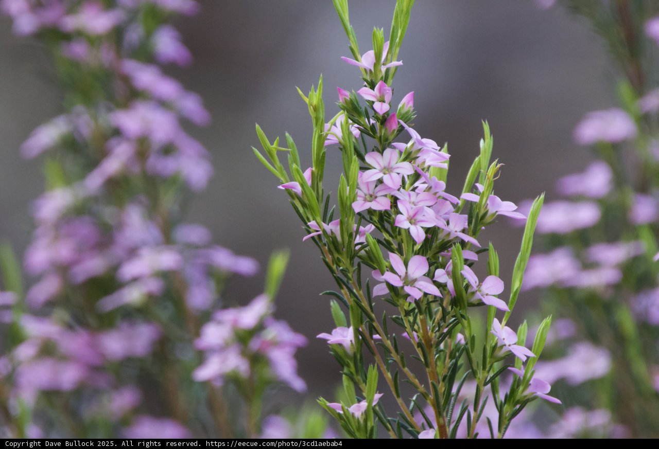 Whispers of Spring