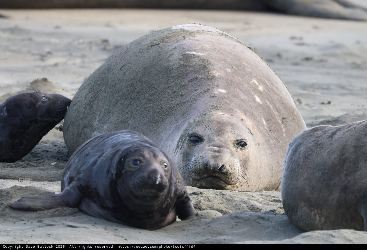 Elephant Seal Mother and Pup Resting at Drakes Beach