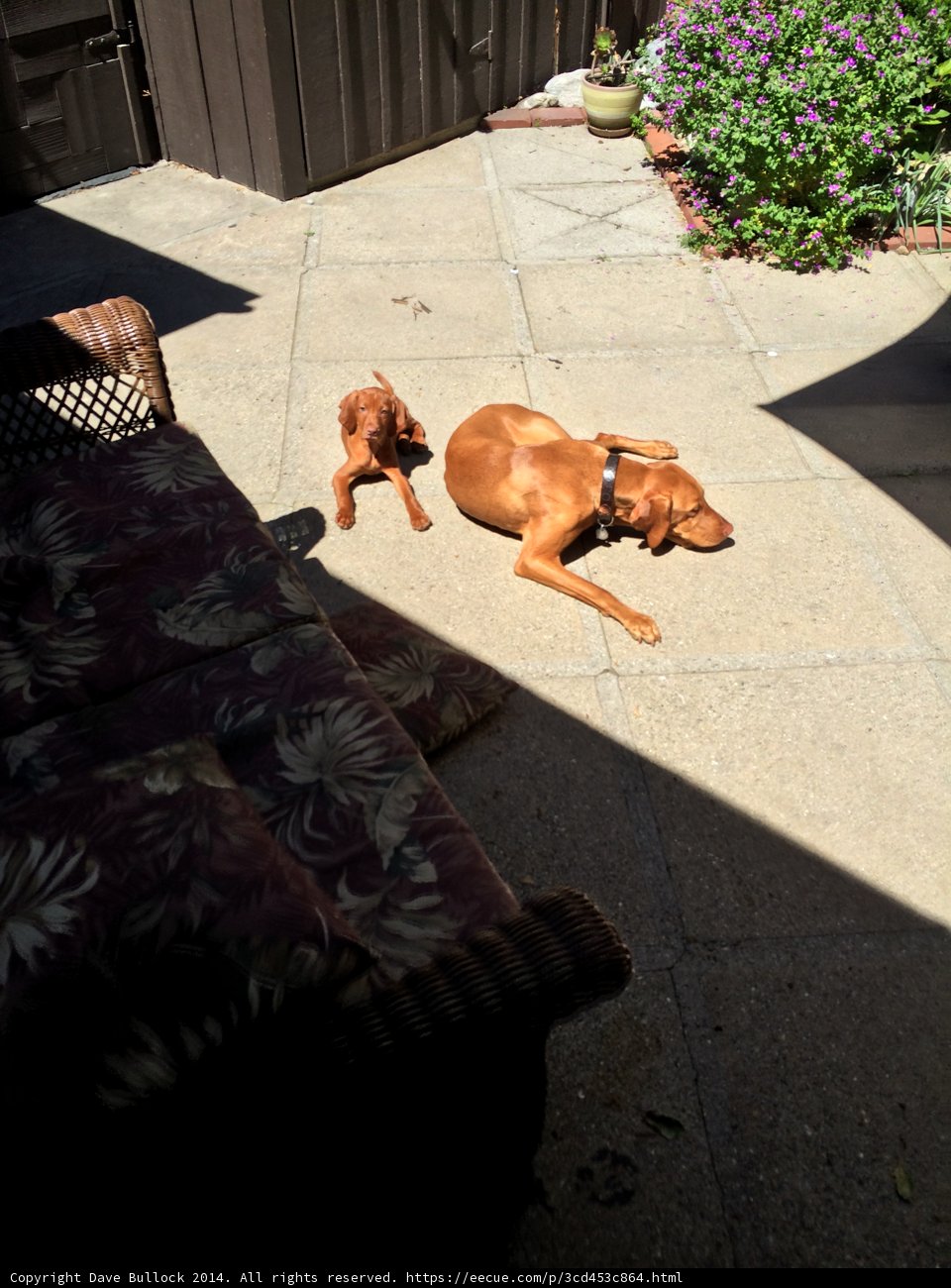 Patio Pups