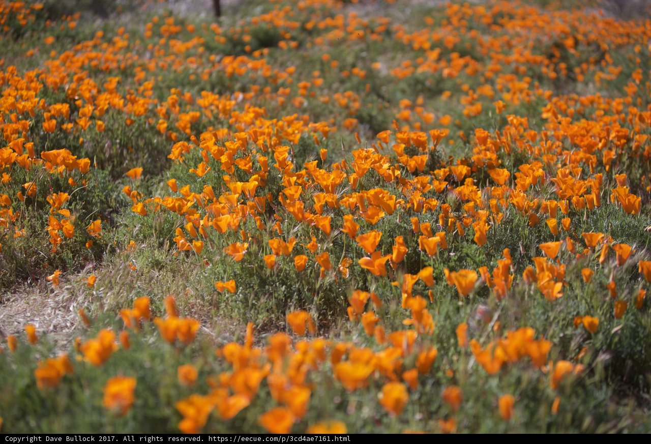 Sunny San Diego Poppy Fields