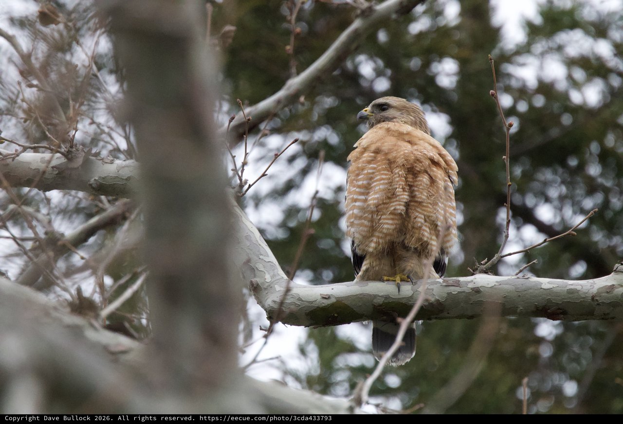 Red-shouldered Hawk Perched on Winter Branch