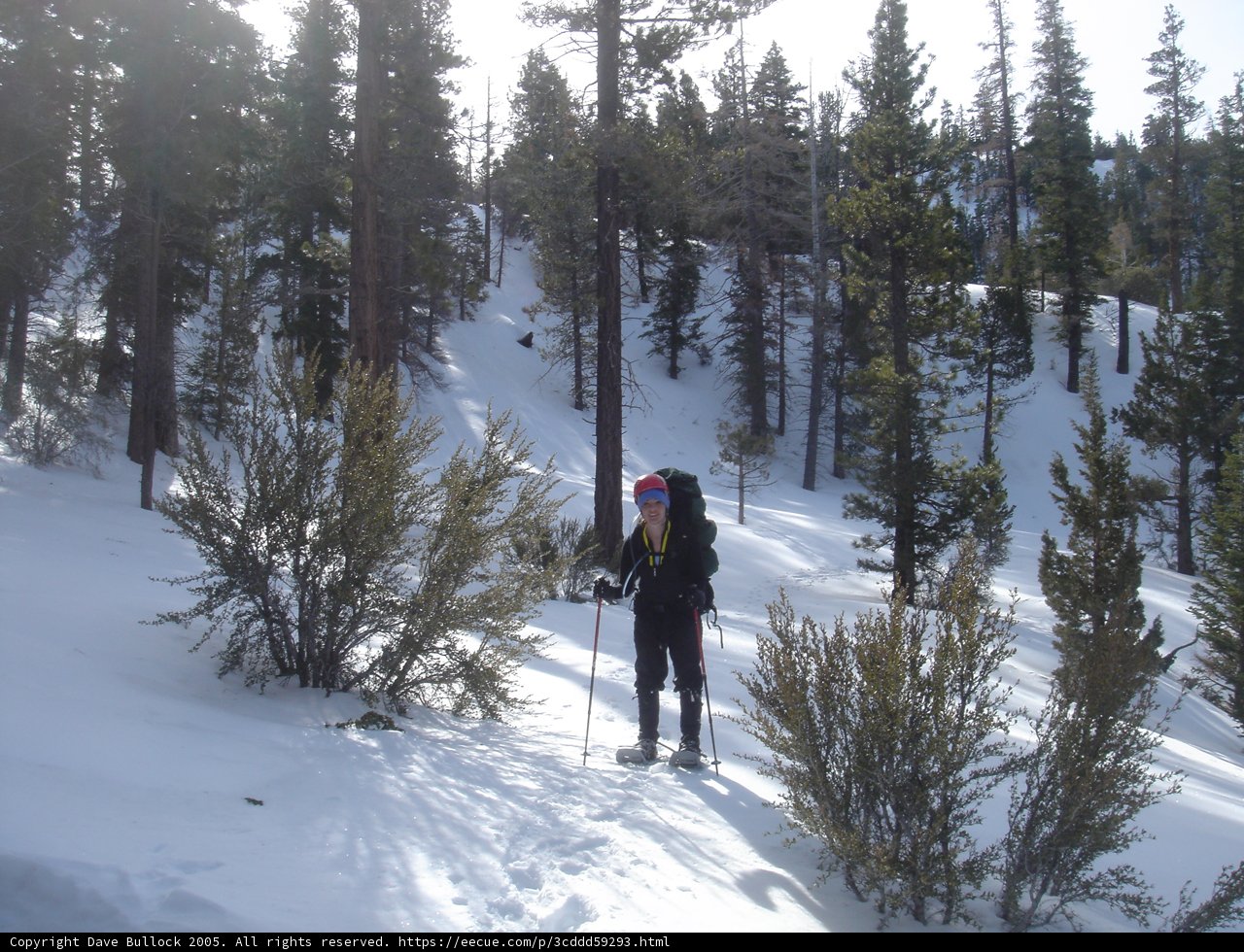 Skiing Adventure Amongst Evergreens