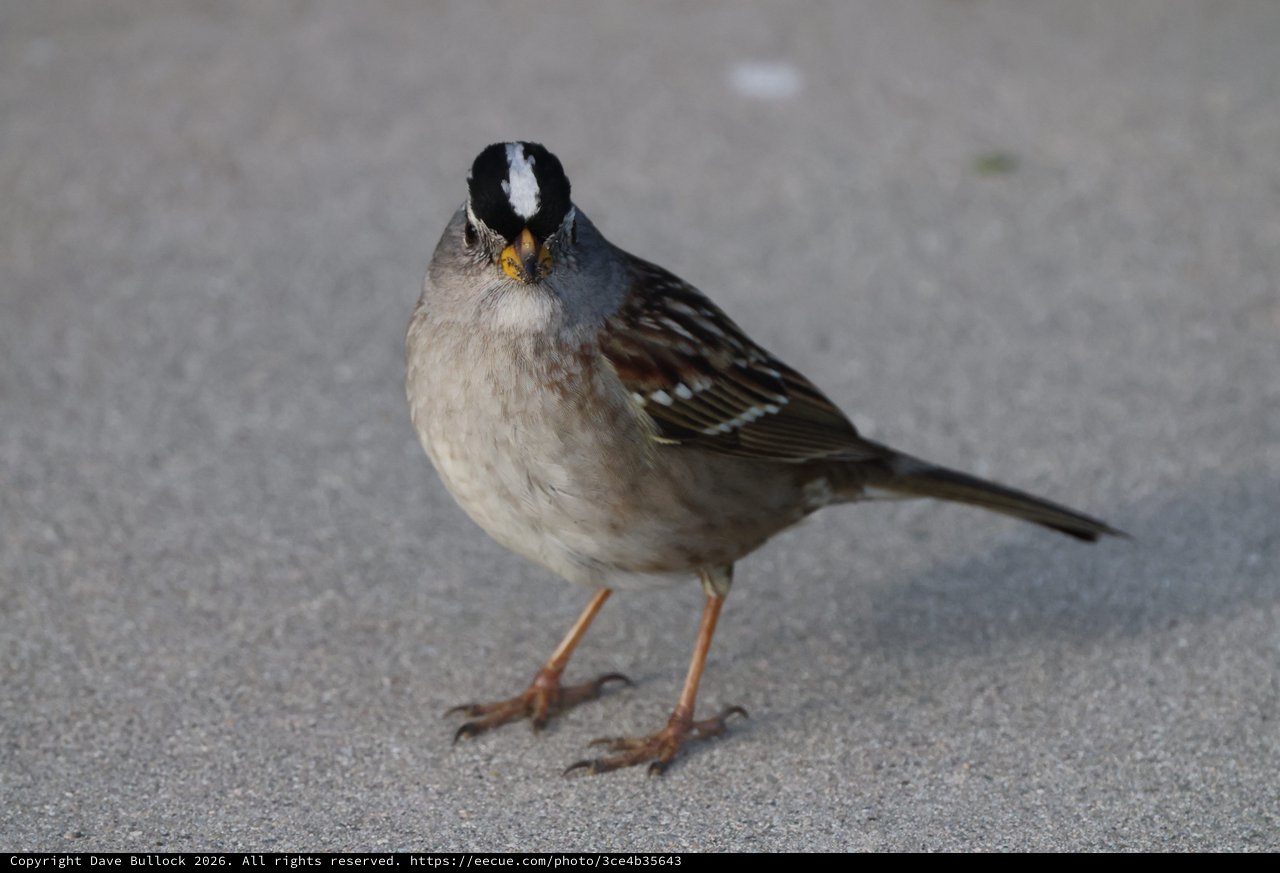 White-Crowned Sparrow Portrait on Pavement at Drakes Beach