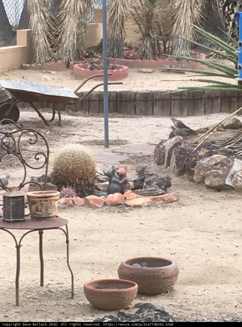 Desert Oasis