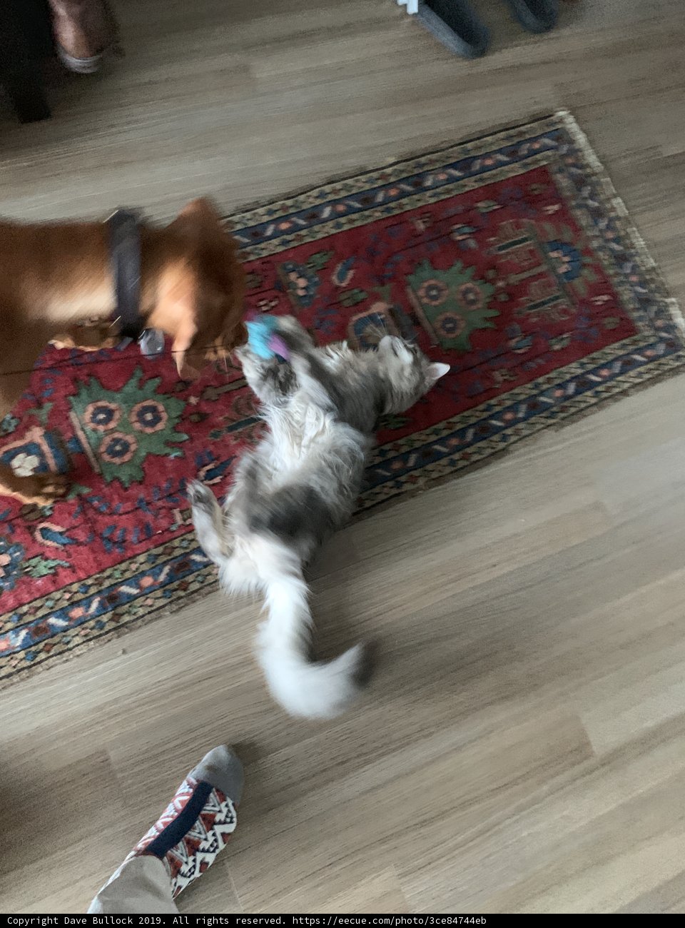 Furry Friends' Playtime on Hardwood Flooring