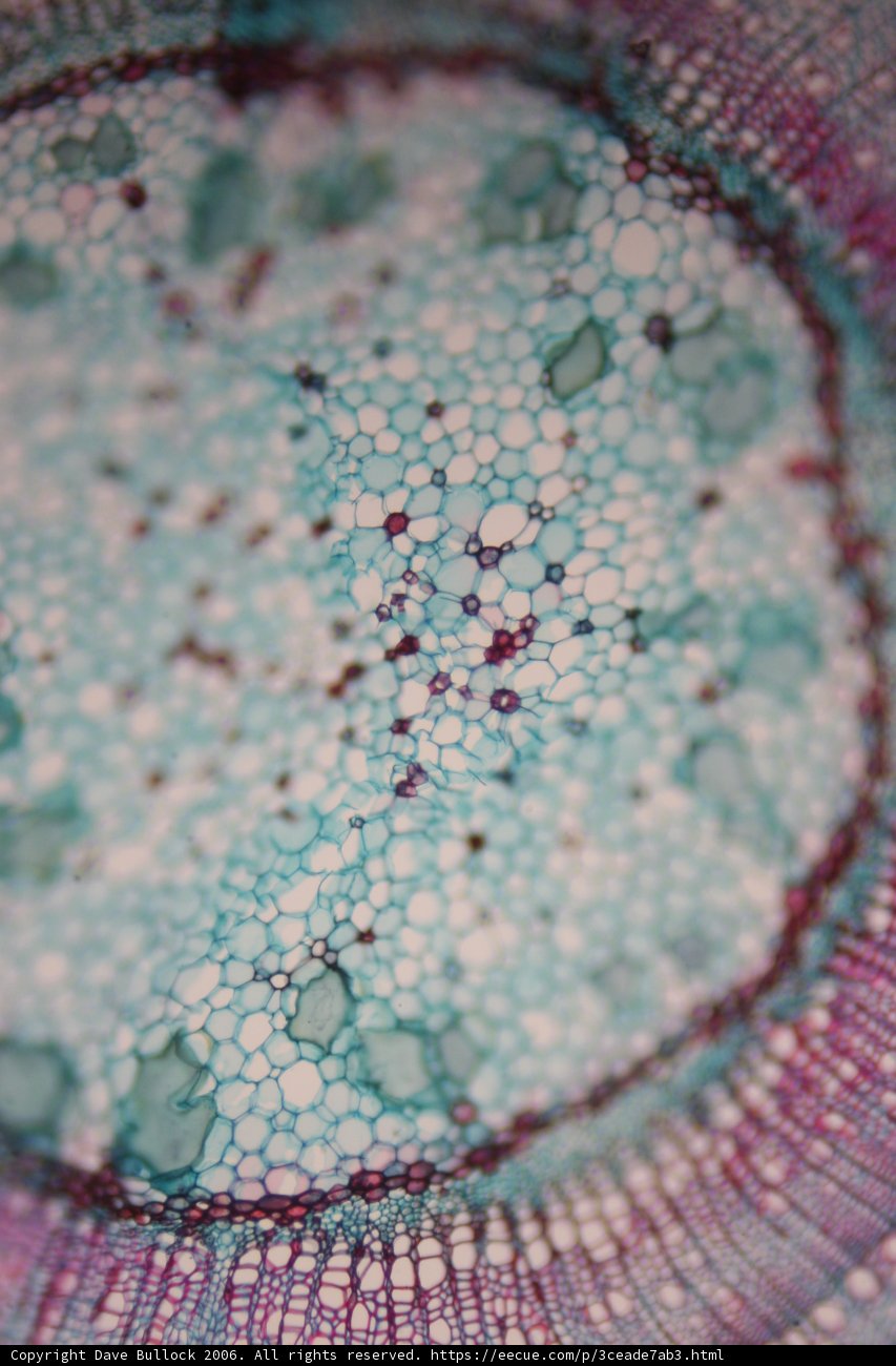 A Close Up of a Turquoise Plant Cell