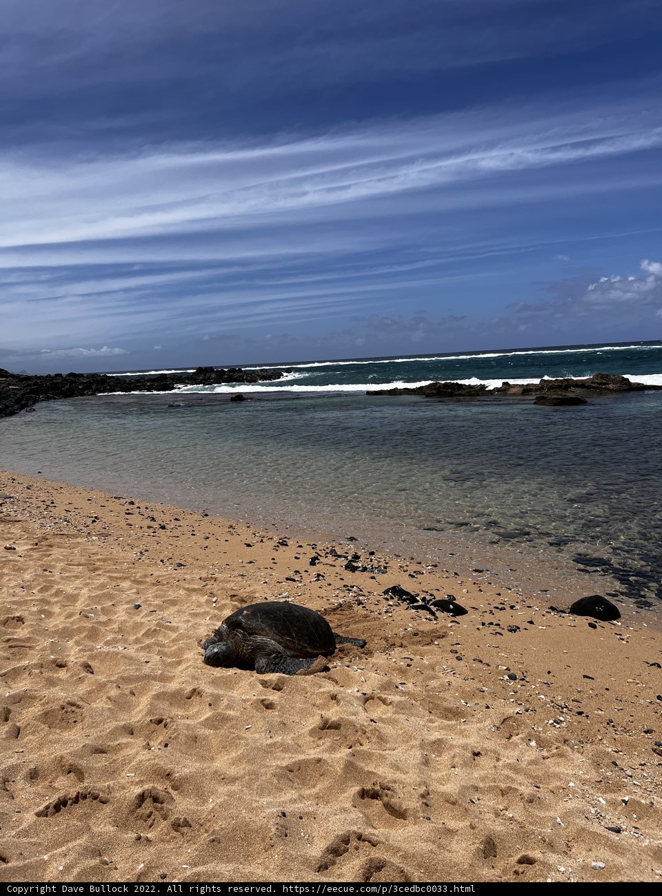 Basking Turtle on the Shoreline