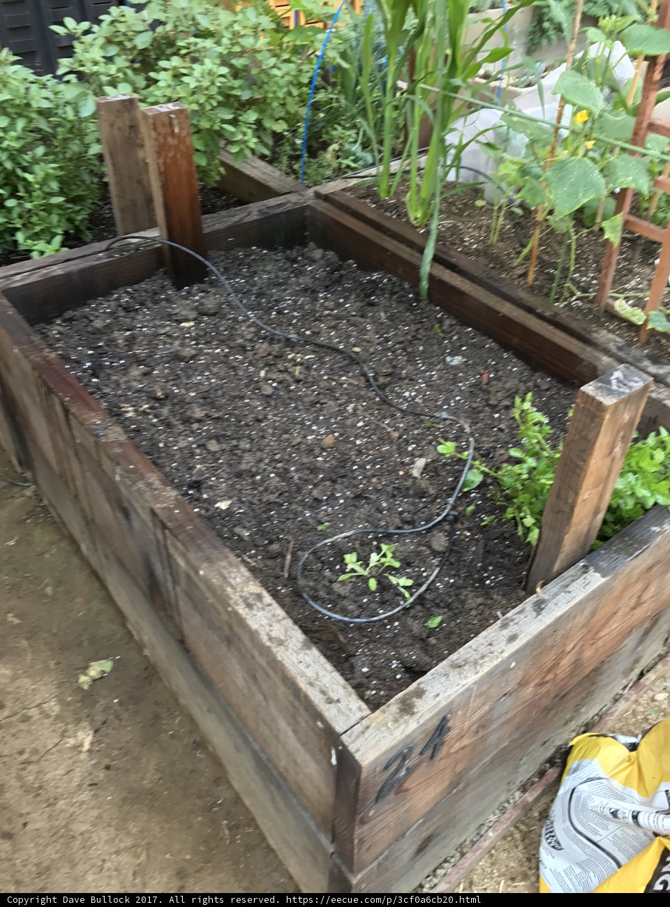 Natural Beauty in a Raised Garden Bed