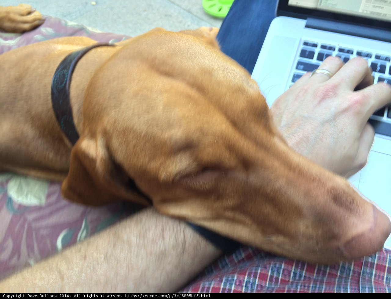 Relaxing with my Furry Friend