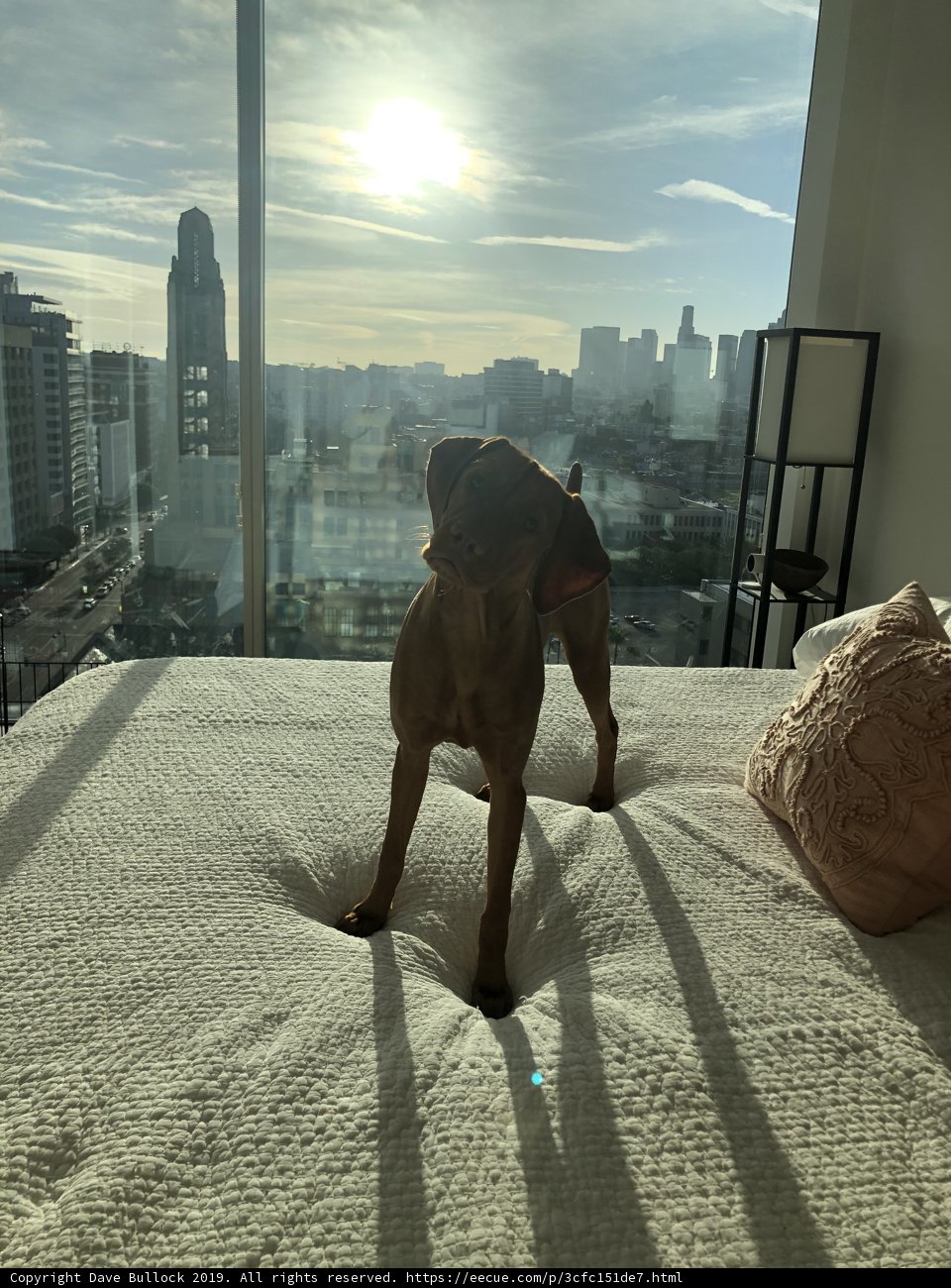 Urban Pup with a City View