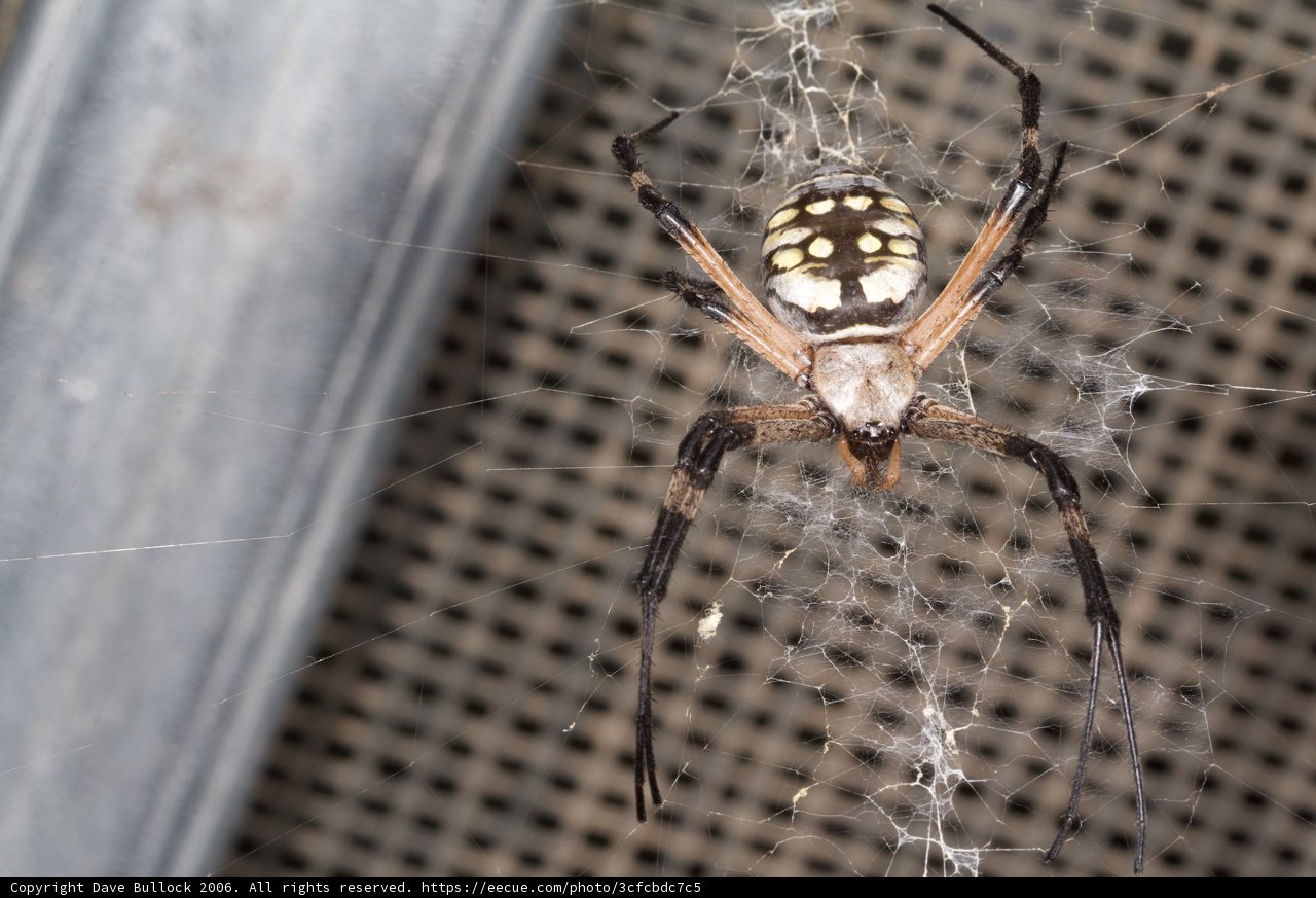 Striped Garden Spider