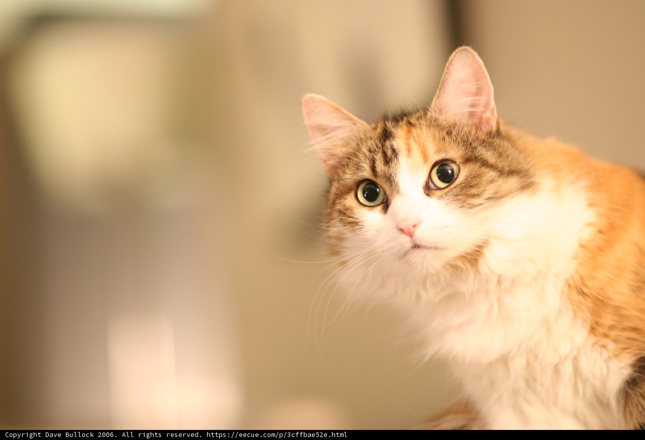 Feline Focus
