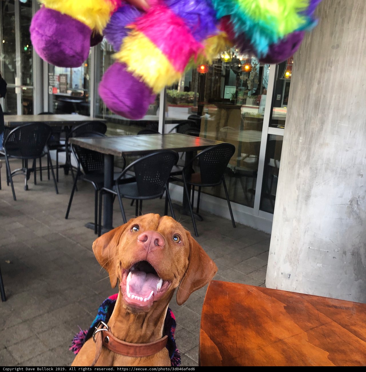 Dining with the Vizsla