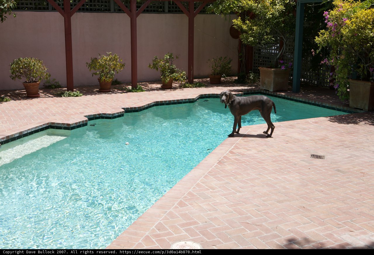 Pool Pals