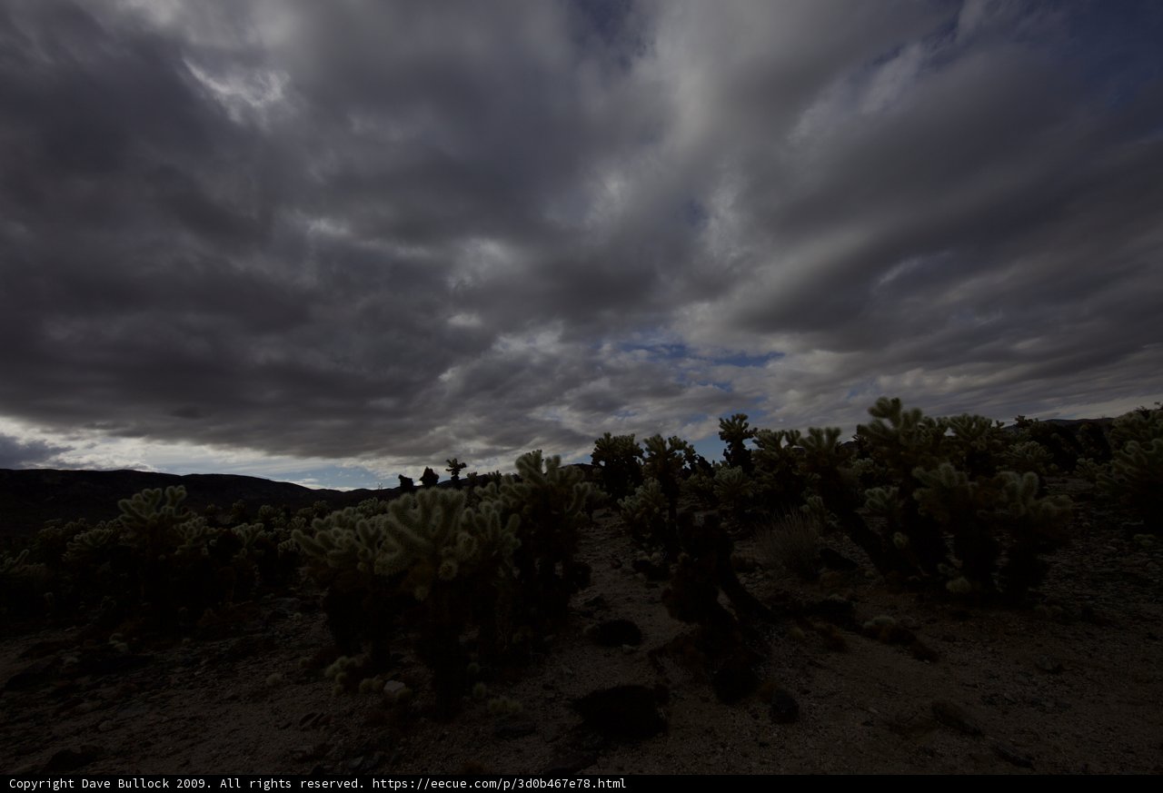 Cloudy Skies Over a Desert Cactus