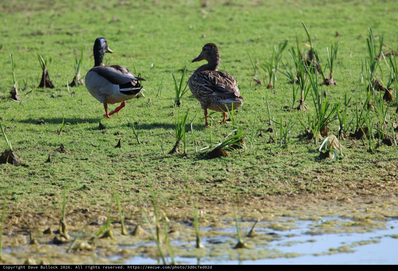 Male and Female Mallard Ducks Foraging in Wetland Habitat