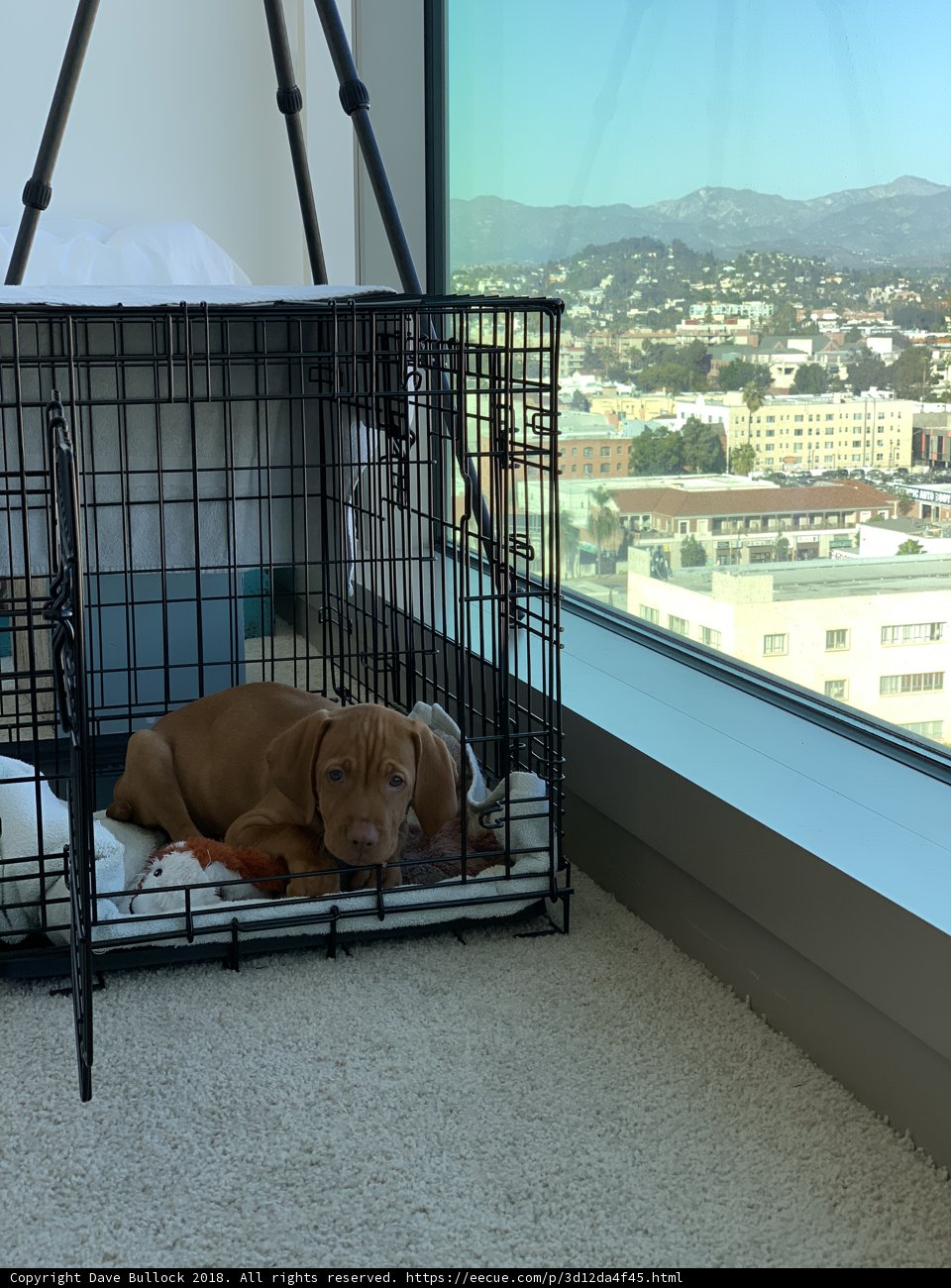 Trapped in a Cage