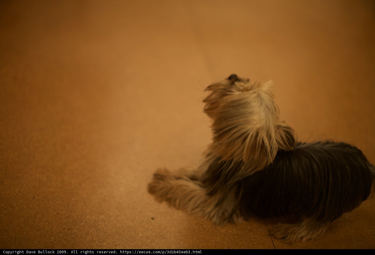 Adorable Terrier Puppy
