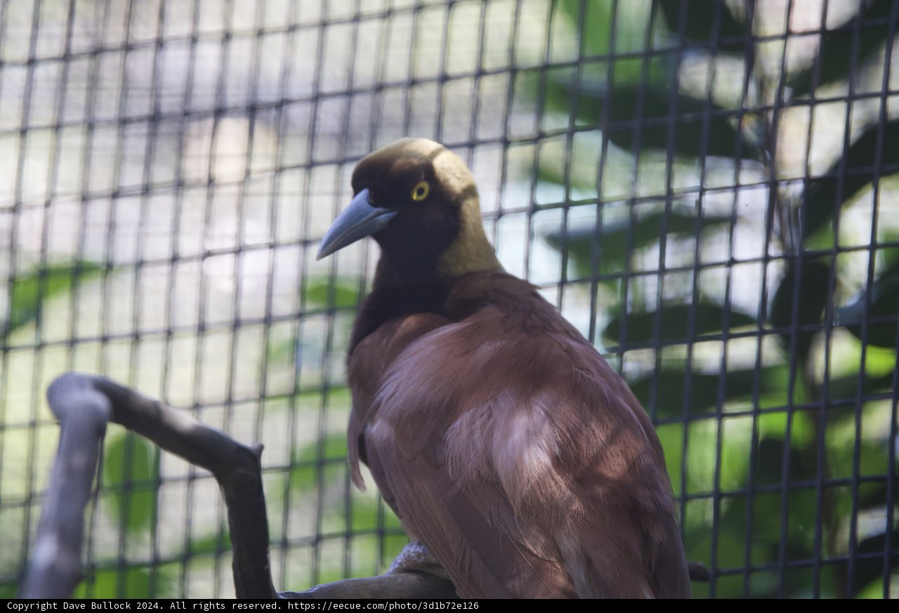 Majestic Gaze: A Moment at Honolulu Zoo