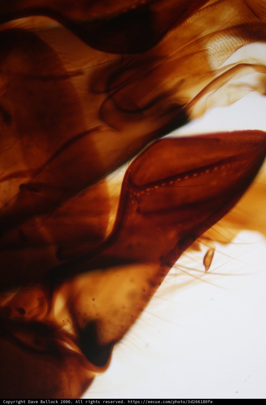 Mystery Close-Up