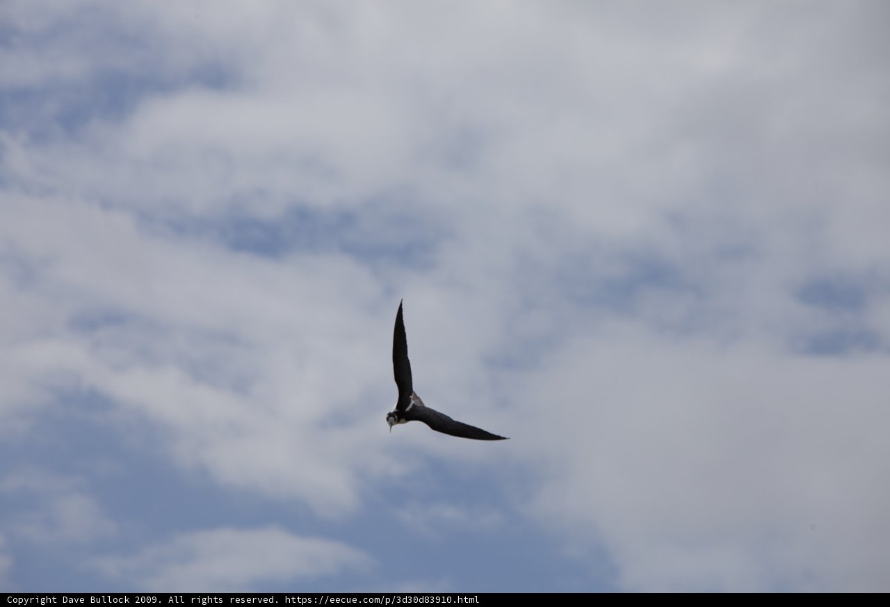 Majestic Bird in the Cloudy Sky