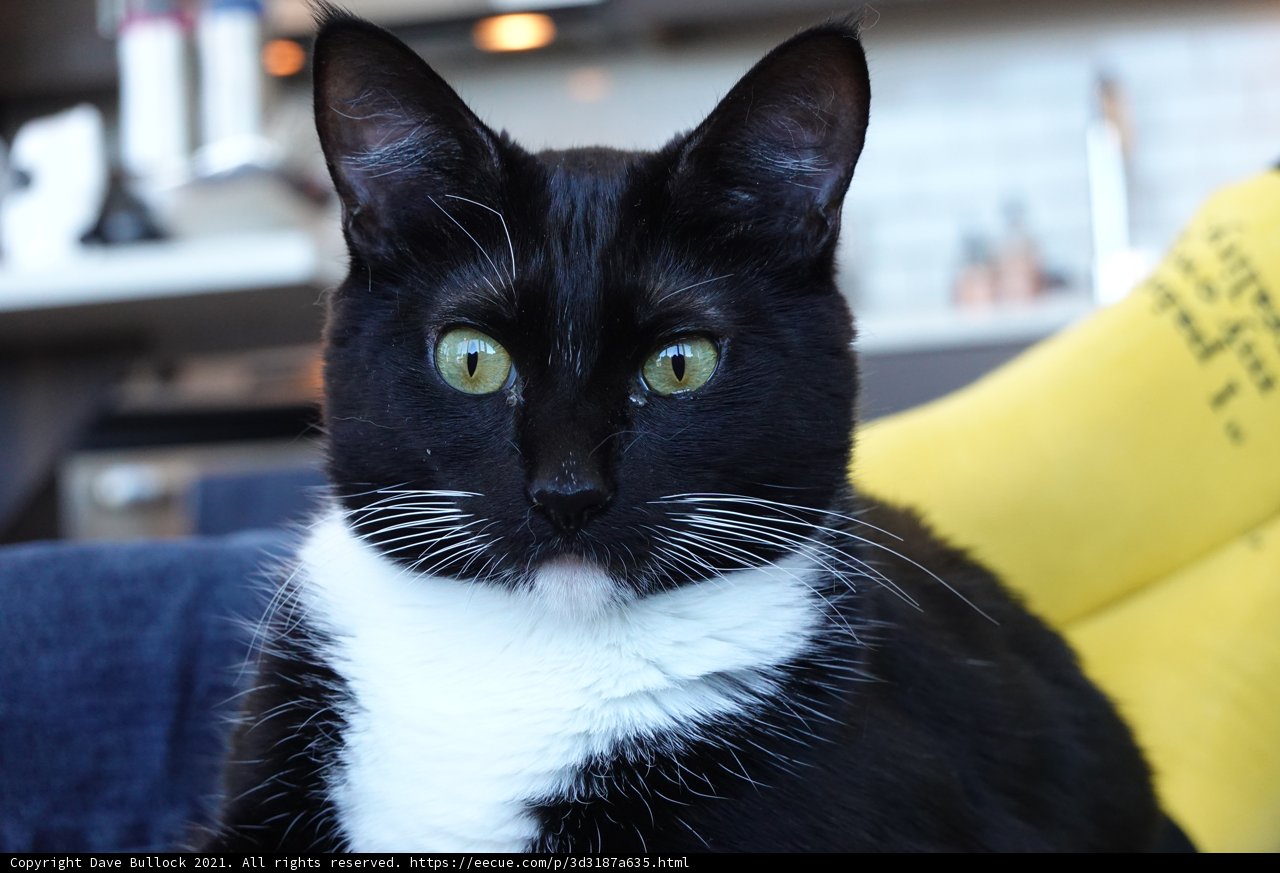 Enchanting Eyes