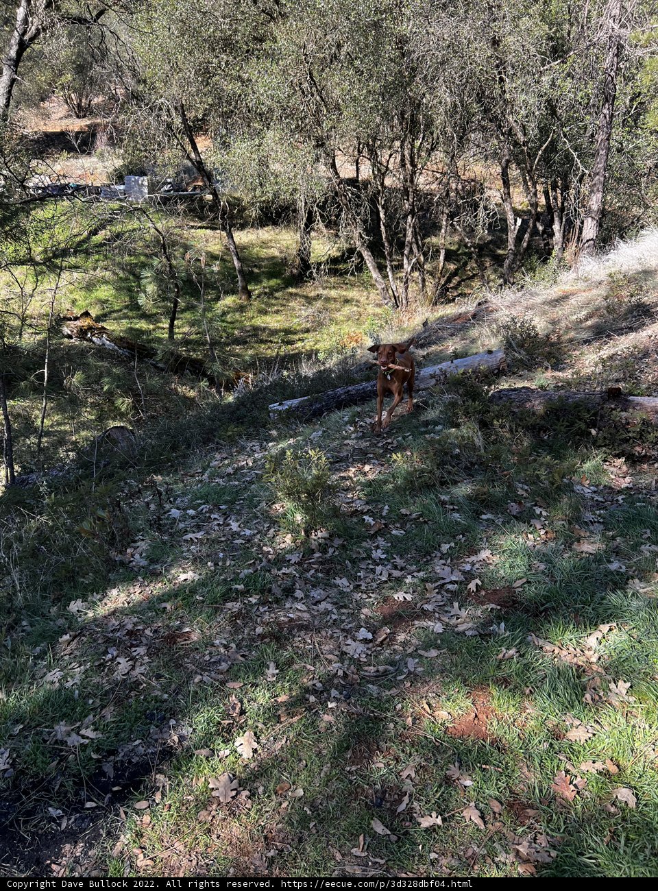 Hillside Stroll