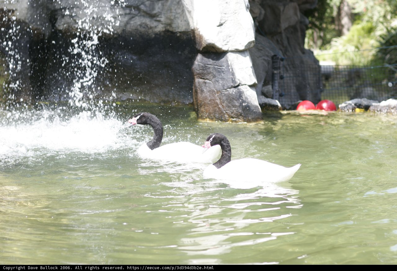 Serene Swans