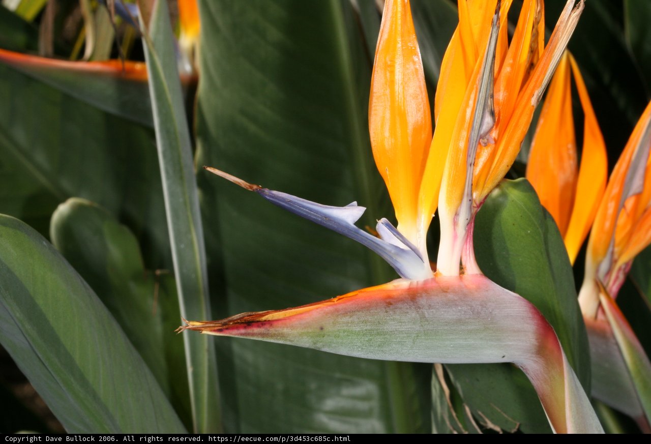 Bird of Paradise Bloom
