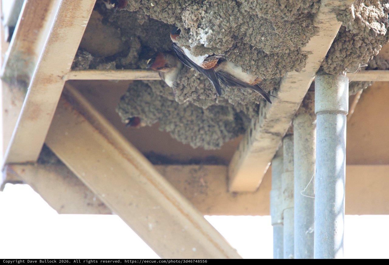 Cliff Swallows Tending to Mud Nests Under Bridge