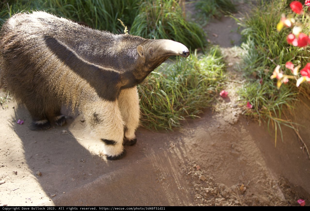 Anteater Majesty at the SF Zoo