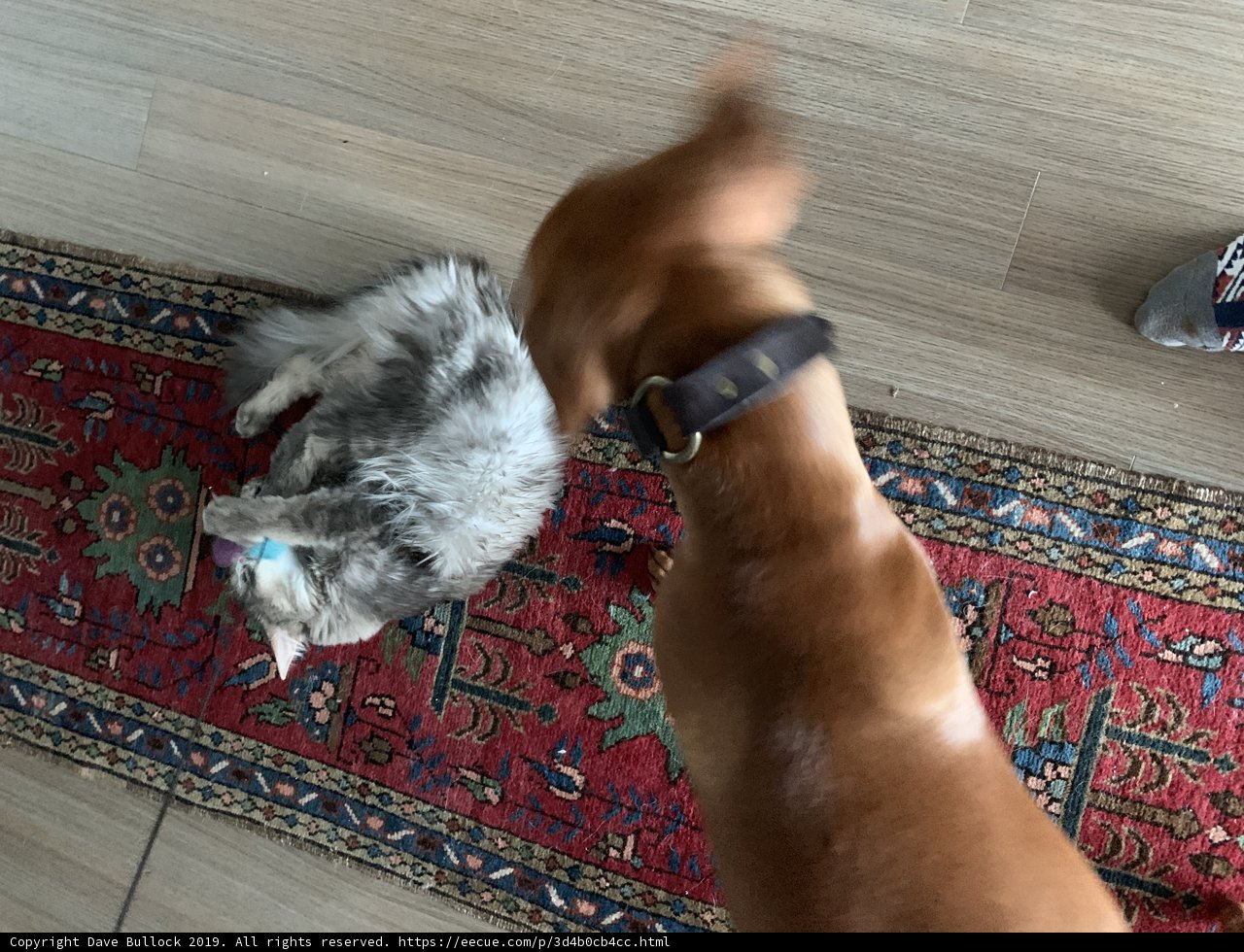 Furry Friends on the Hardwood