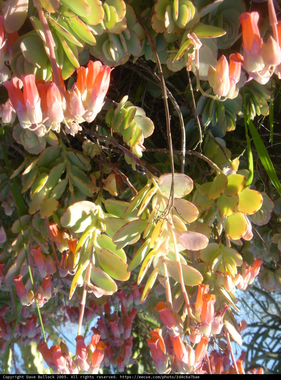 Bouquet of Blooming Beauties