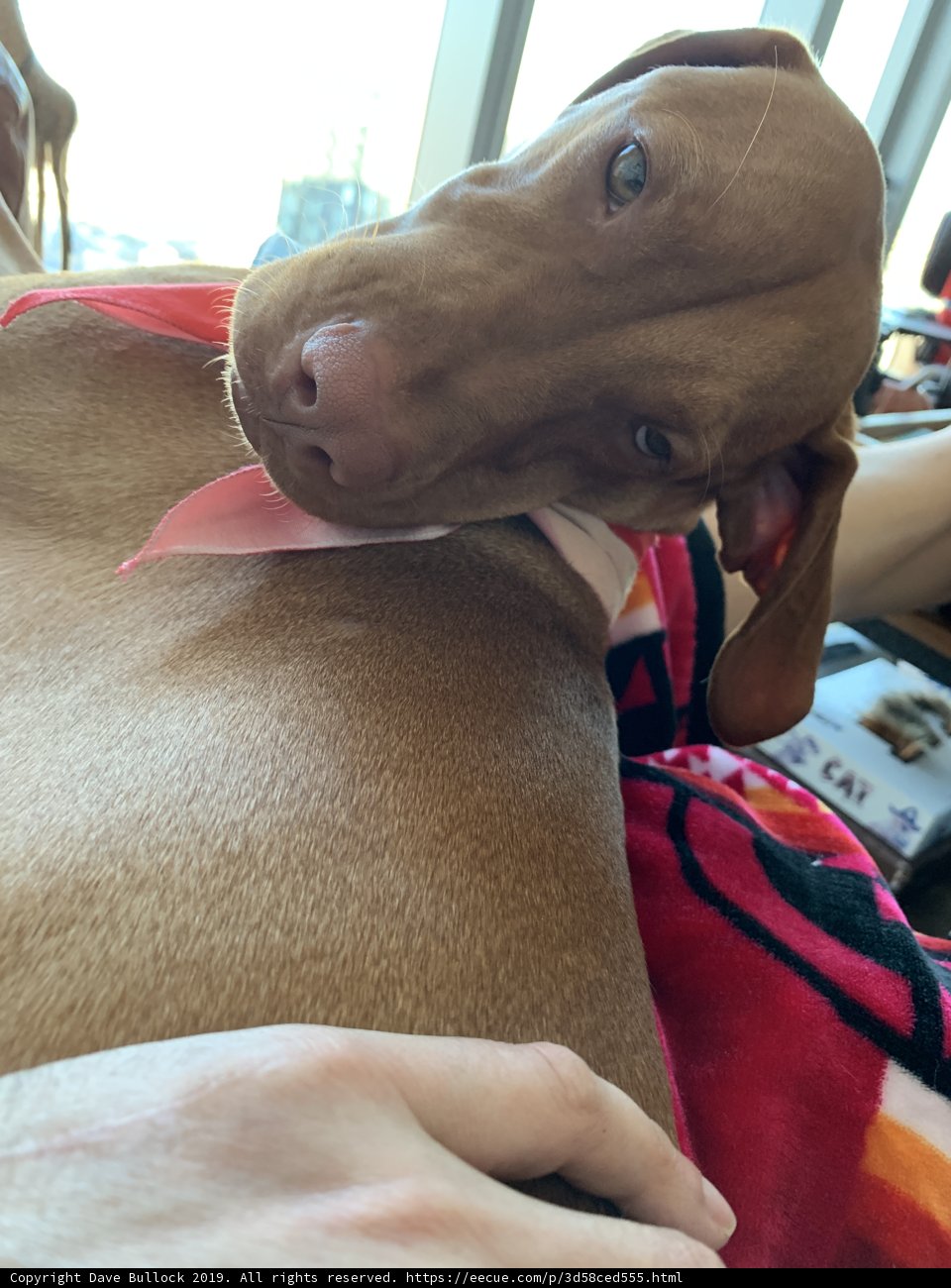 Cozy Cuddle with a Canine Companion