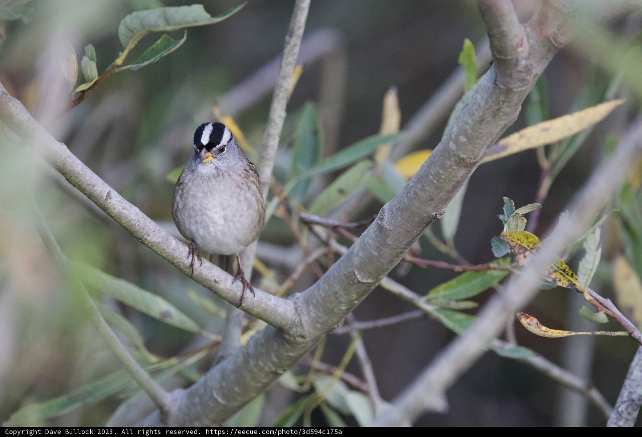 Finch at Dusk: A colorful encounter on Lake Merced
