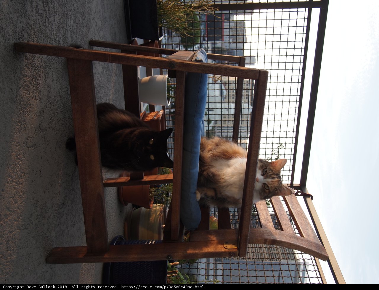 Chair Cat