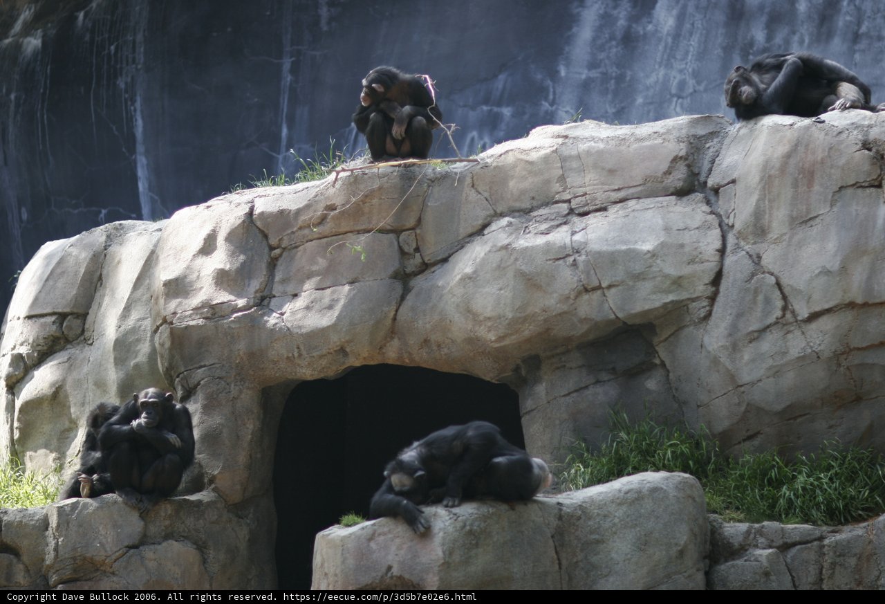 Primate Paradise