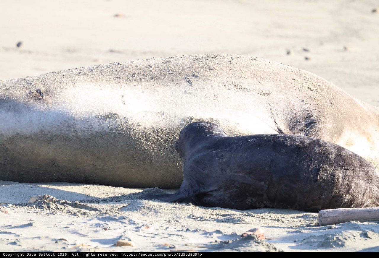 Northern Elephant Seal Mother and Pup at Drakes Beach