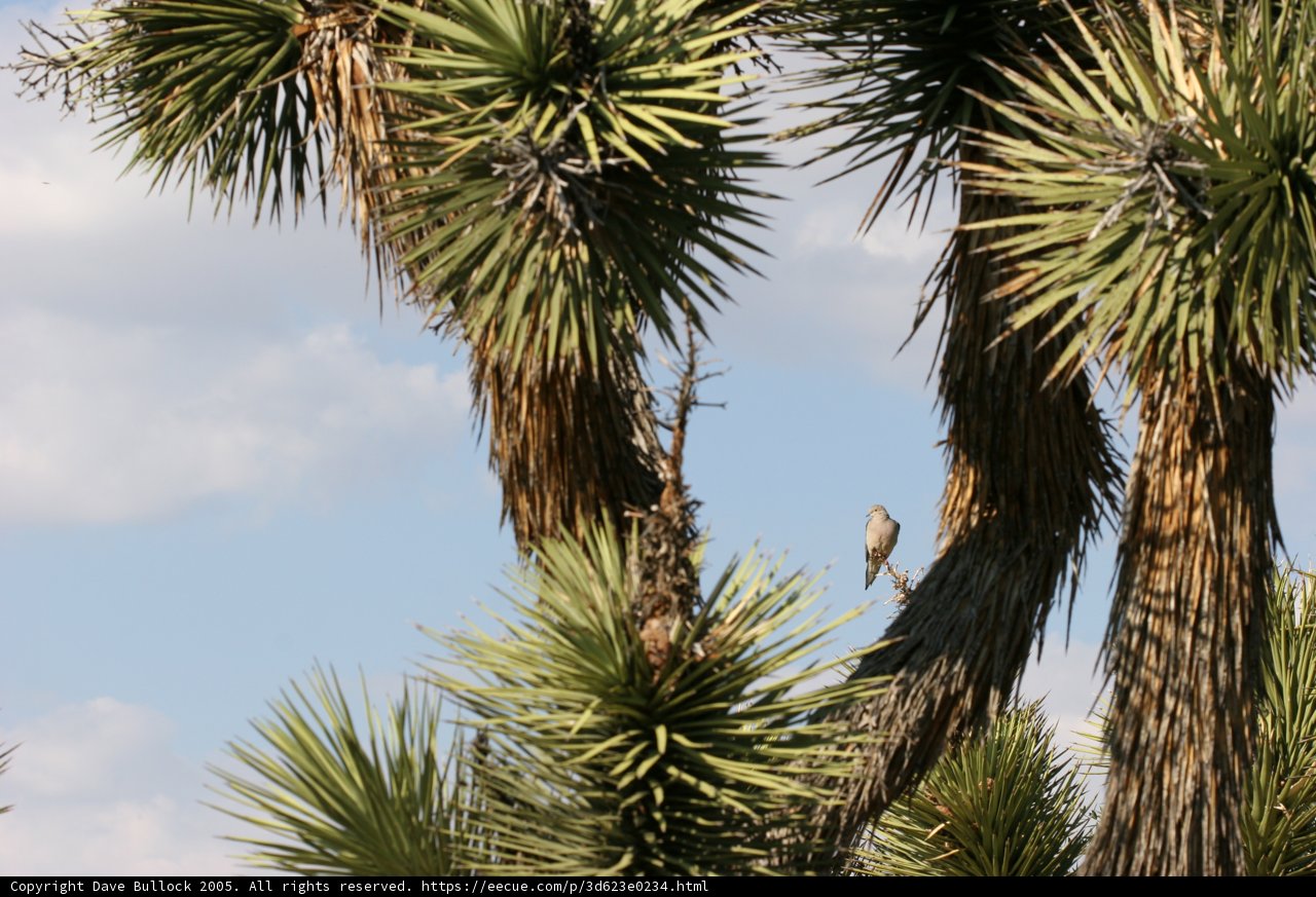 Desert Visitor