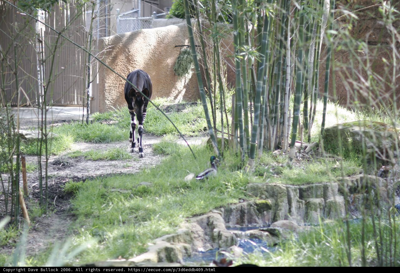 Majestic Giraffe in the Zoo