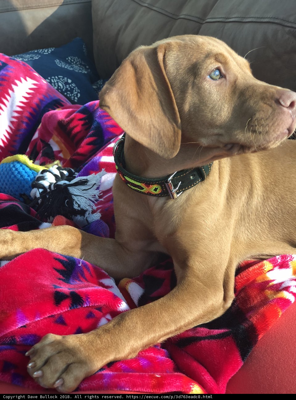 Cozy Canine