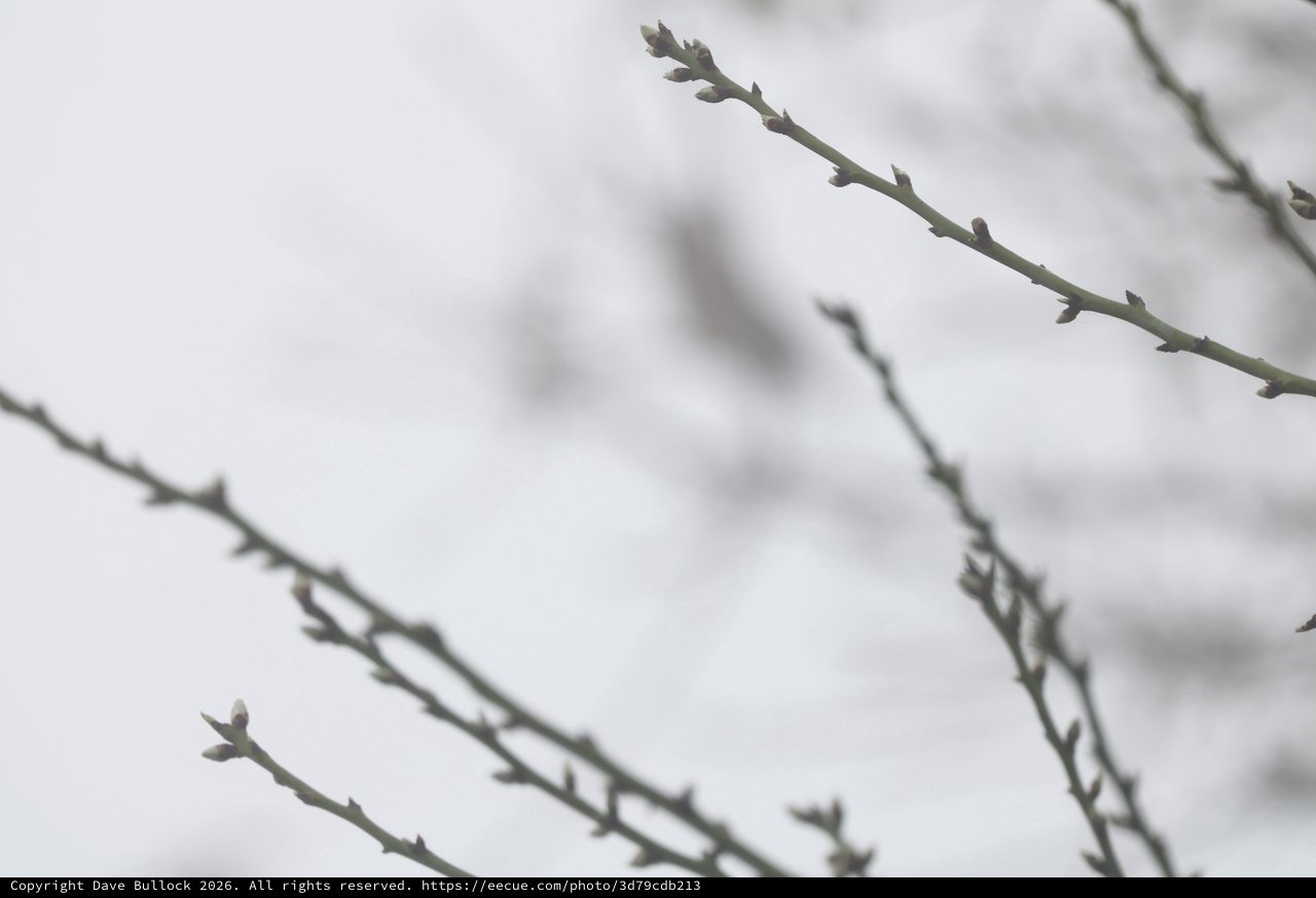 Early Spring Buds on Bare Winter Branches