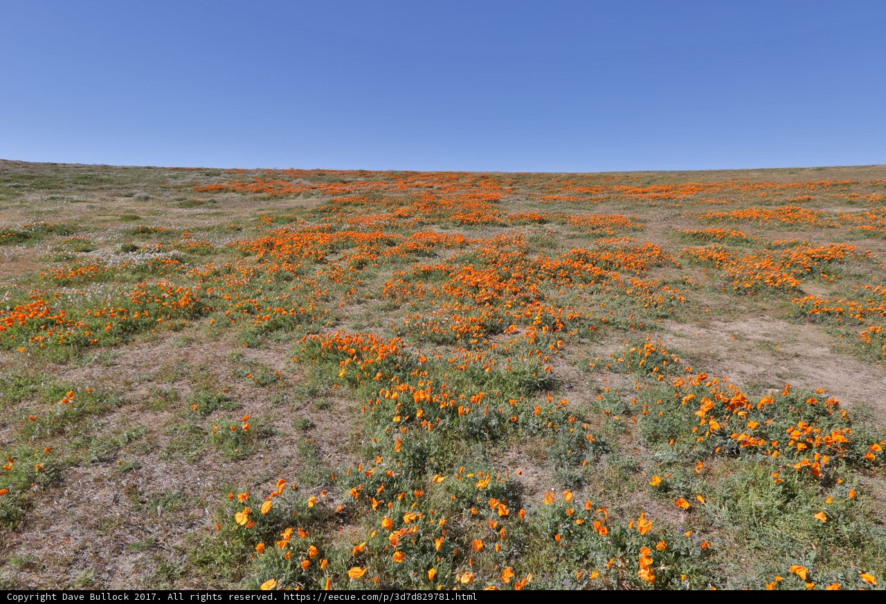 Burst of Orange in the Desert