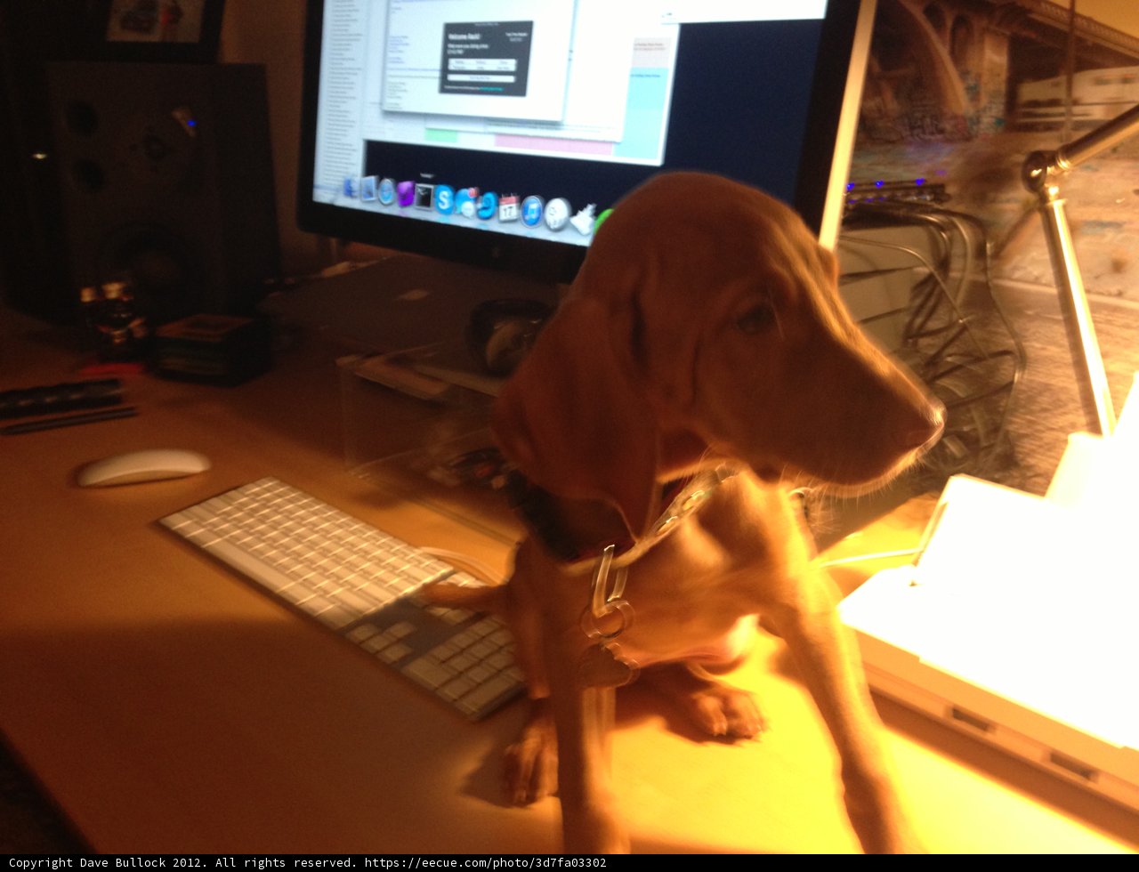 Canine Companion at Work