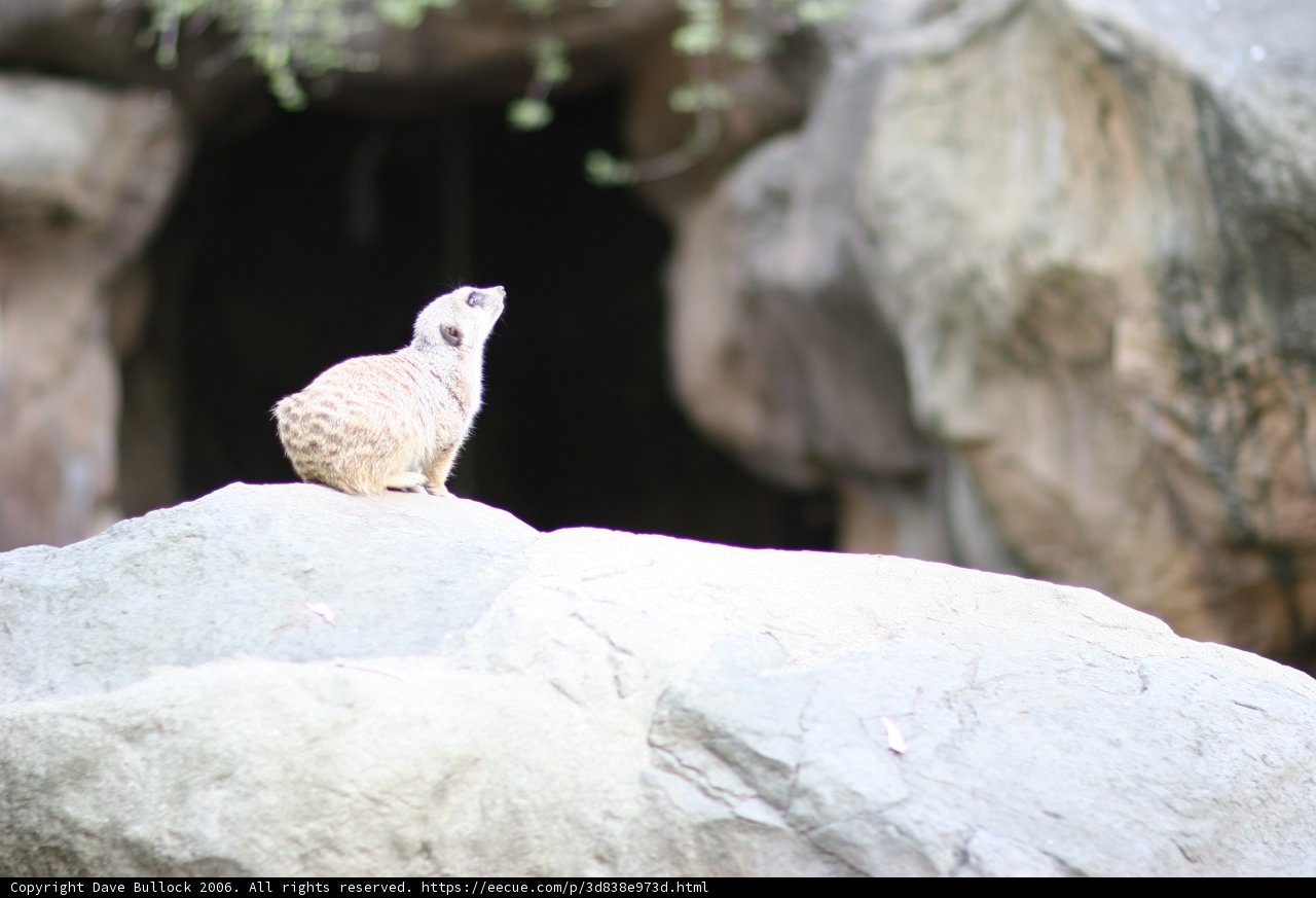Meerkat on the Rock