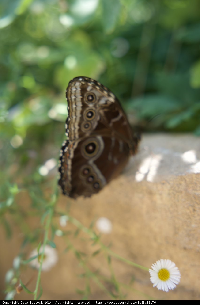 Winged Wonder on a Sunny Day