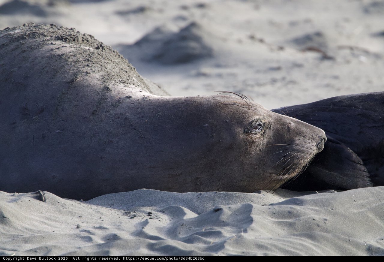Northern Elephant Seal Resting on Sandy Beach