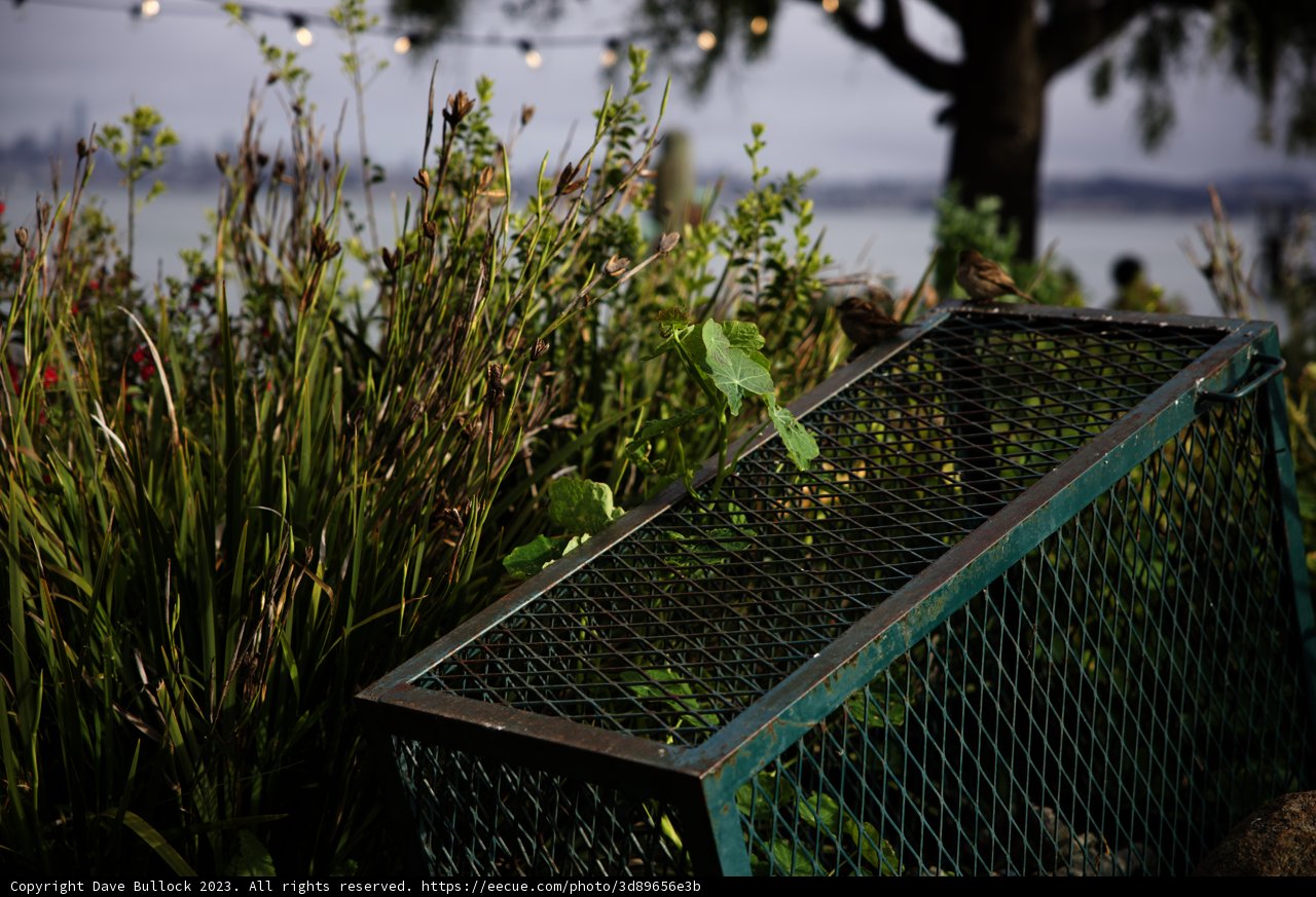 A Serene Moment by the Lake