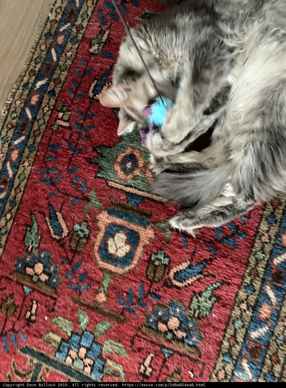 Feline Fun on a Decorative Rug
